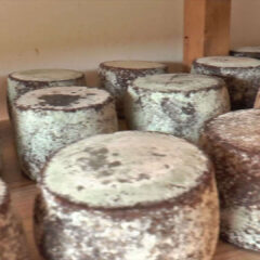 Mačvanski sir evropski delikates