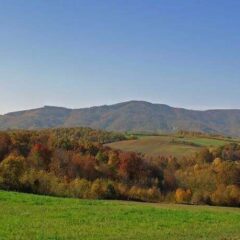 Cer i njegovo nasleđe