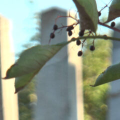 Sinagoga – simbol kulture sećanja