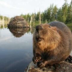 Šta zna dabar šta je metar drva!
