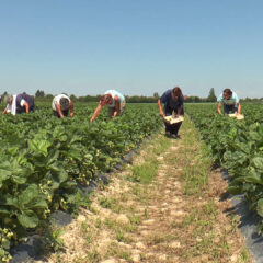 Њихове руке раде све