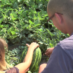 Bostandžijski dućan pokraj puta