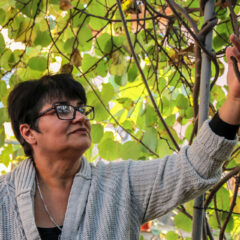 ODGAJILI KIVI U CENTRU ŠAPCA