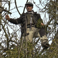 МИЈА БЕРЕ БИЉКУ КОЈА ЛЕЧИ ПРИТИСАК И ОСТВАРУЈЕ ЖЕЉЕ (ВИДЕО)