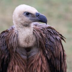 БЕЛОГЛАВОГ СУПА ЛУКУ ПРИПИТОМИЛИ МЕШТАНИ ЉУБОВИЈЕ