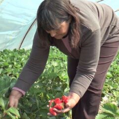 СТИГЛЕ ПРВЕ ЈАГОДЕ У ПОЦЕРИНИ