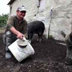 ПРИПИТОМИО ДИВЉЕ СВИЊЕ, А НЕДАВНО ДОБИО И ПРИНОВУ