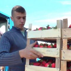 НАКУПЦИ СЕ ОТИМАЈУ ОКО ЈАГОДА ИЗ ПОЦЕРИНЕ