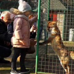ЛИСАЦ СРЕЋКО ВЕРУЈЕ ДА ЈЕ ЧОВЕК ЊЕГОВ НАЈВЕЋИ ПРИЈАТЕЉ
