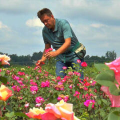 TOPALOVIĆIMA CVETAJU RUŽE