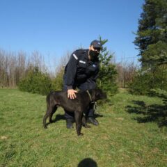 KOMUNALNI MILICAJAC U AKCIJI SA ROBUSNIM ZAŠTITNIKOM