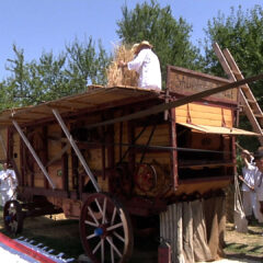 СРПСКИ СЕЉАК – РОБ КОРОВА И ГОСПОДАР БРАЗДА ЧУВА УСПОМЕНУ НА ПАРНУ МАШИНУ