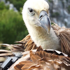 ЛАЗАР – ЦАР ВИСИНА ВРАЋЕН У СВОЈЕ СТАНИШТЕ