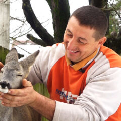 СРНА ЛАНА ИЗ ШУМЕ ДОЛАЗИ ПО КЕКС И МЛЕКО