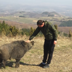 ДИВЉИ ВЕПАР МАСКОТА СОКОЛСКИХ ПЛАНИНА