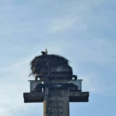 ПРЕКО 20 ГОДИНА ШАБАЧКЕ РОДЕ СЕ ВРАЋАЈУ У СВОЈЕ ГНЕЗДО