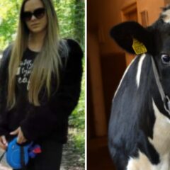 ЗАХВАЉУЈУЋИ ХУМАНИМ СТУДЕНТИМА КРАВА СЛАВИЦА УМЕСТО У КЛАНИЦУ ИДЕ НА ПАШЊАКЕ