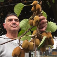 КИВИ И СИБИРСКИ ЛИМУН САЗРЕЛИ НА ШАБАЧКОМ СУНЦУ