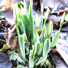 ПОРАНИЛЕ ВИСИБАБЕ! ВЕСНИЦИ ПРОЛЕЋА СТИГЛИ СА НОВОМ ГОДИНОМ