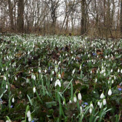 ЦВЕТНИ ШУМСКИ ТЕПИХ НАЈАВИО ПРОЛЕЋЕ
