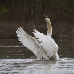 САВСКИ ЛЕПОТАНИ ЈЕДУ ИЗ РУКЕ ЉУБИТЕЉИМА РЕКЕ