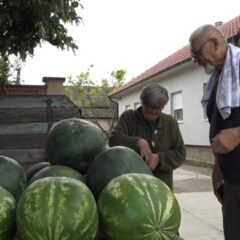 TRGOVINA BOSTANOM IZ FOTELJE – MANJI ROD ZAMENILA DOBRA CENA (VIDEO)