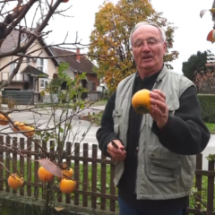 У ШАПЦУ РОДИЛЕ ЈАПАНСКЕ ЈАБУКЕ И КИНЕСКЕ УРМЕ