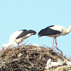 РОДЕ НАЈАВИЛЕ ПРОЛЕЋЕ У ШАПЦУ