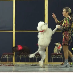 ЗБОГ ЉУБАВИ ИЗ РУСИЈЕ ДОШЛА У СРБИЈУ, А САДА ДОВЕЛА И ЦИРКУС