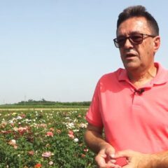 САМО У ЛИПОЛИСТУ РУЖЕ ЦВЕТАЈУ СКОРО 7 ДЕЦЕНИЈА (ВИДЕО)