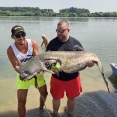 САВСКИ МАЈСТОРИ ИЗВУКЛИ СОМА КАПИТАЛЦА, А ОНДА ГА ВРАТИЛИ У РЕКУ (ВИДЕО)