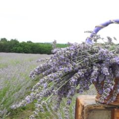 ПОЦЕРСКА ПРОВАНСА ОЧАРАЛА УМЕТНИКЕ И ЉУБАВНИКЕ (ВИДЕО)