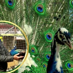 МИЛОШ ГАЈИ НАЈЛЕПШЕ ПТИЦЕ НА СВЕТУ, А ЊИХОВА КАЈГАНА КОШТА 300 ЕВРА (ВИДЕО)