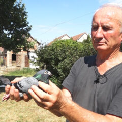 ГОЛУБ ЗА МЕДАЉУ! УЧЕСТВОВАО НА ОЛИМПИЈАДИ, А САДА ЛЕТИ ЗА СВОЈУ ДУШУ (ВИДЕО)