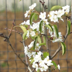 ВОЋКЕ ПОМЕШАЛЕ ГОДИШЊЕ ДОБА ПА ПРОЦВЕТАЛЕ У НОВЕМБРУ