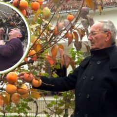 КОД МОМЧИЛА УЗРЕЛЕ ЈАПАНСКЕ ЈАБУКЕ, А МИЛЕТА СЕ СЛАДИ КИВИЈЕМ ИЗ СВОЈЕ БАШТЕ (ВИДЕО)