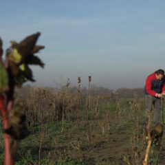 ОД МАГИЧНЕ БИЉКЕ ЗА БЕГОВУ ЧОРБУ ДЕНИС НАПРАВИО ЕЛИКСИР (ВИДЕО)
