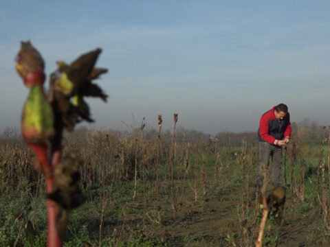 ОД МАГИЧНЕ БИЉКЕ ЗА БЕГОВУ ЧОРБУ ДЕНИС НАПРАВИО ЕЛИКСИР (ВИДЕО)