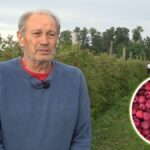 У МАЛИЊАКУ СЕ НЕ БЕРУ САМО ПЛОДОВИ, ВЕЋ И НАДА ДА СЕЛО ИМА БУДУЋНОСТ