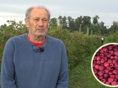 U MALINJAKU SE NE BERU SAMO PLODOVI, VEĆ I NADA DA SELO IMA BUDUĆNOST