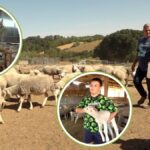 IZ GRADA NA SELO: MIHAILOVIĆI U LJUTICAMA OD JEDNE OVCE DO STADA OD 130 GRLA