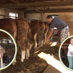 OD ČETIRI KRAVE I 15 LITARA MLEKA DO FARME SA 45 MUZNIH KRAVA: ISAILOVIĆI VEĆ DVE I PO DECENIJE ŽIVE OD SVOG RADA
